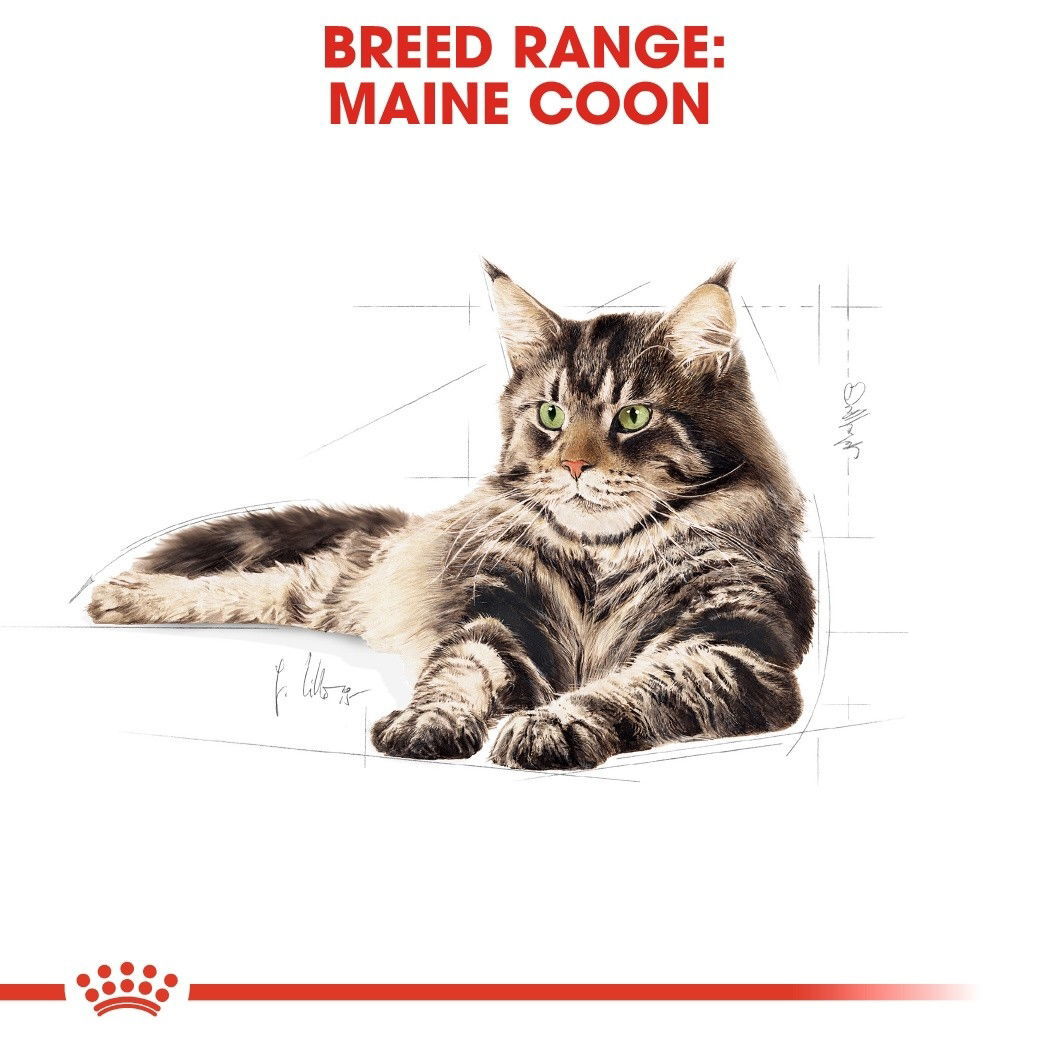 Produktfoto för Royal Canin Maine Coon (10 kg)